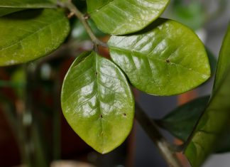 Щитовка на комнатных растениях: как найти и избавиться без ошибок - Блоги компаний Черный налёт и липкие листья — как победить щитовку на комнатных растениях