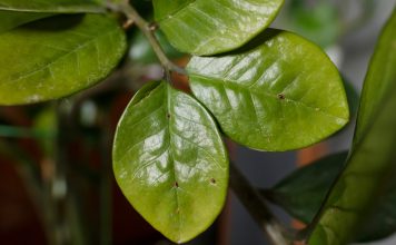 Щитовка на комнатных растениях: как найти и избавиться без ошибок Черный налёт и липкие листья — как победить щитовку на комнатных растениях