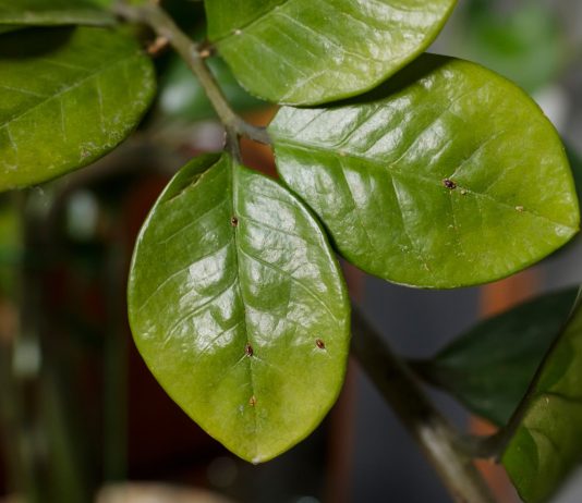 Черный налёт и липкие листья — как победить щитовку на комнатных растениях