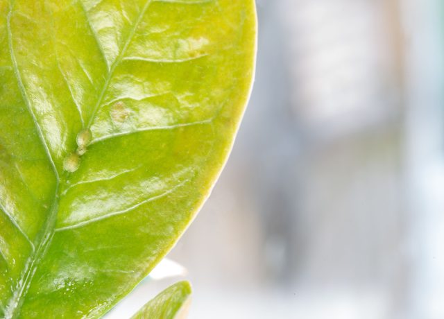 Щитовку можно распознать по бляшкам на листьях, липкости и появлению чёрного налёта. Параллельно замедляется рост, деформируются побеги и ухудшается общее состояние растения.