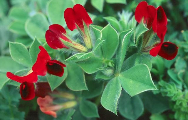 Яркие алые цветы редкого растения четырехкрыльника пурпурного на фоне зеленых листьев