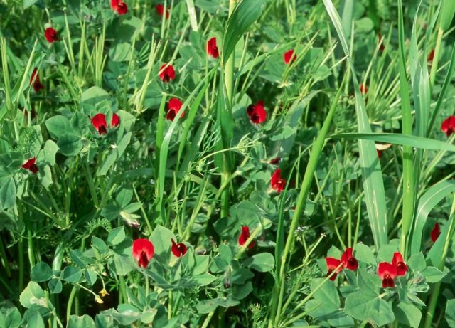 Полевые посадки четырехкрыльника пурпурного с яркими алыми соцветиями среди травы