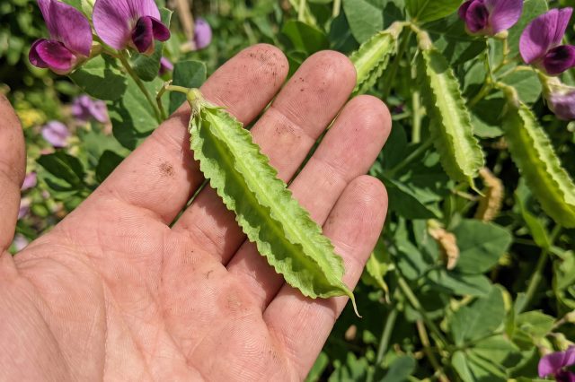 Зеленый стручок четырехкрыльника пурпурного длиной около трех сантиметров на ладони человека