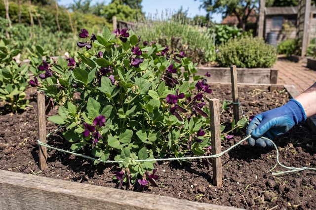 Подвязка куста четырехкрыльника пурпурного шпагатом к колышкам на грядке