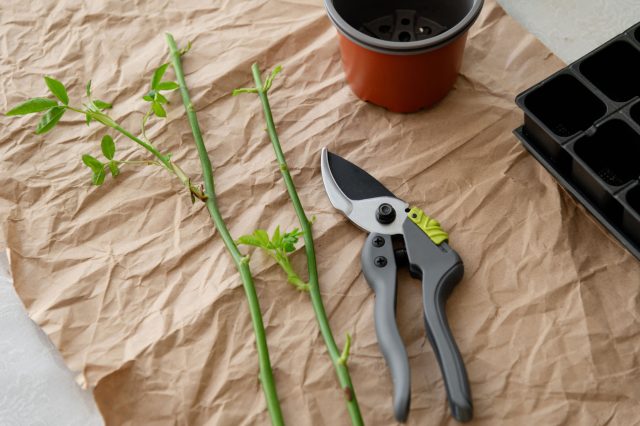 Для укоренения подходят только сильные и здоровые побеги. Правильная длина, удаление лишних листьев и аккуратная подготовка напрямую влияют на то, даст ли черенок корни или засохнет.