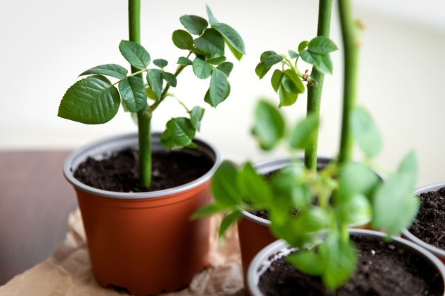 От подготовки инструмента до посадки — важна каждая деталь. Правильная глубина, плотный контакт с субстратом и укрытие создают условия, в которых черенок быстрее даёт корни.