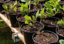 Важные правила укоренения черенков, чтобы не потерять растения