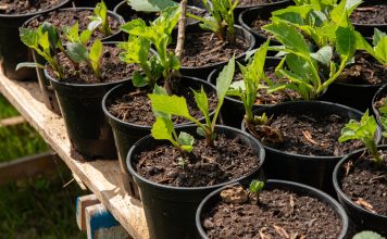 Важные правила укоренения черенков, чтобы не потерять растения