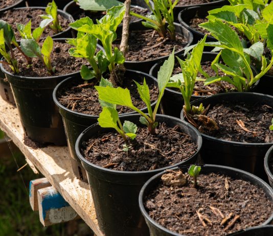 Важные правила укоренения черенков, чтобы не потерять растения