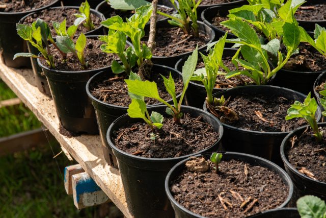 Важные правила укоренения черенков, чтобы не потерять растения