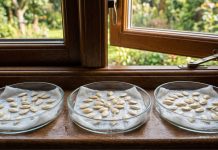 Что делать с рассадой в апреле: самые важные работы