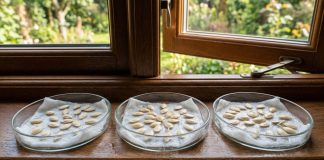 Что делать с рассадой в апреле: самые важные работы