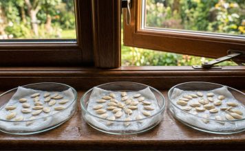 Что делать с рассадой в апреле: самые важные работы