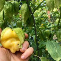 Физалис королева Малиналько