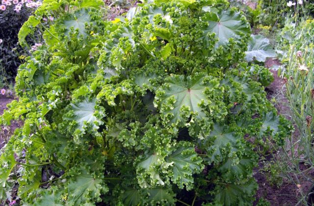 Мальва курчавая