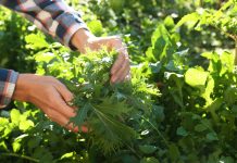 Что посеять новенькое овощное? Мои рекомендации