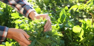 Что посеять новенькое овощное? Мои рекомендации