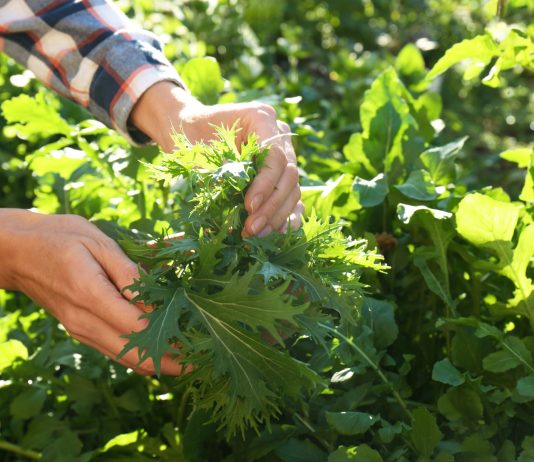 Что посеять новенькое овощное? Мои рекомендации