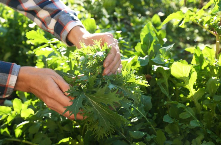 Что посеять новенькое овощное? Мои рекомендации