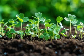 Зеленое удобрение: Мощь молодых сидератов. Плотный ряд молодых, сочных зеленых ростков сидератов