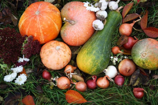 Осенняя палитра урожая: тыква, чеснок и лук Урожай из тыкв разных сортов, кабачка, головок чеснока и репчатого лука на осенней траве с листьями
