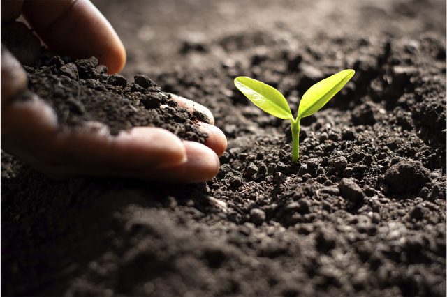 Рождение жизни в гумусовом горизонте Молодой двухлистный росток растения и осыпающаяся темная почва (гумус) крупным планом