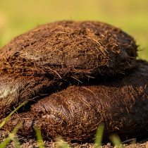 Навоз крупного рогатого скота Навоз крупного рогатого скота на траве