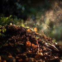 Таинство созревания: Алхимия компоста Крупный план активной компостной кучи в саду