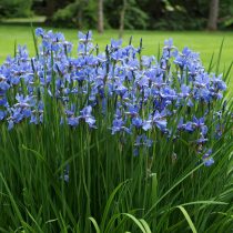 Ирис сибирский (Iris sibirica)