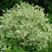 Дёрен белый «Сибирика» (Cornus alba ‘Sibirica’)