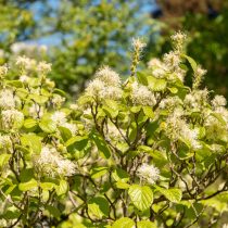 Клетра ольхолистная (Clethra alnifolia)
