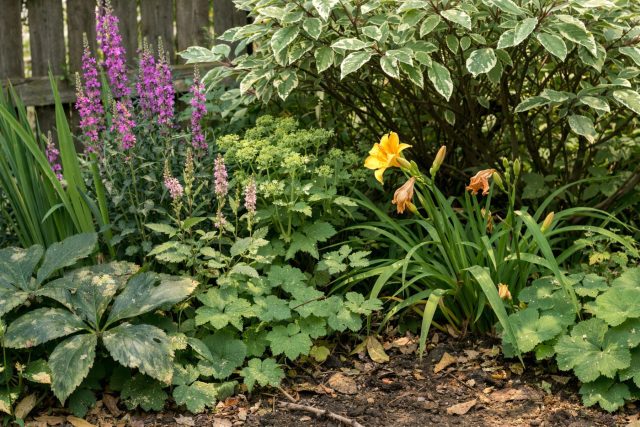 Трёхъярусная посадка работает как система: дёрен формирует объём и тень, многолетники сменяют цветение по сезону, а почвопокровники закрывают почву. Разные корневые уровни стабилизируют посадку при засухе и переувлажнении.