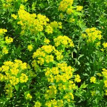 Молочай болотный (Euphorbia palustris)