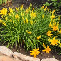 Лилейник жёлтый (Hemerocallis lilioasphodelus)