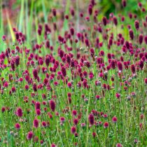 Кровохлебка лекарственная (Sanguisorba officinalis)