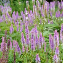 Вероникаструм виргинский (Veronicastrum virginicum)