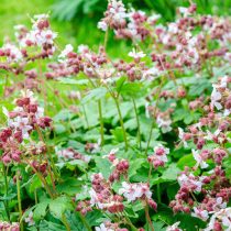 Герань крупнокорневищная (Geranium macrorrhizum)