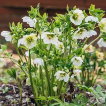 Морозник восточный (Helleborus orientalis)