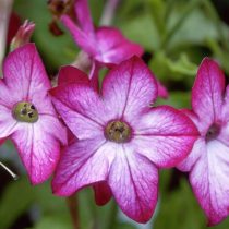 «Домино» (Nicotiana sanderae ‘Domino’)