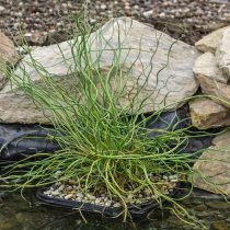 Ситник развесистый «Спиралис» (Juncus effusus 'Spiralis')
