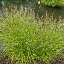 Осока высокая «Аурея» (Carex elata 'Aurea')