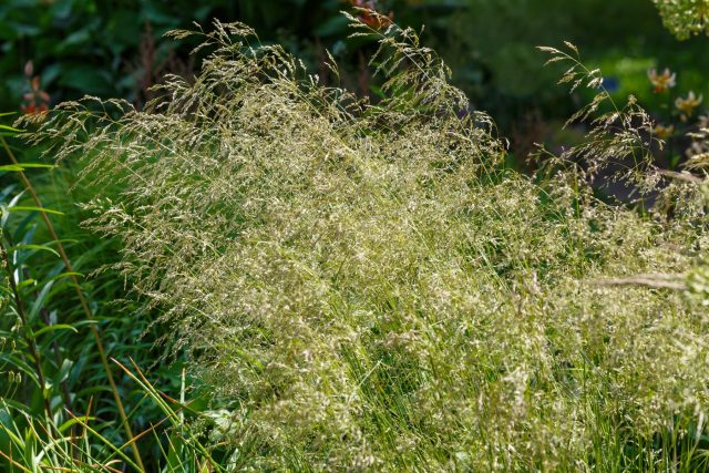 Щучка дернистая образует плотные кочки с тонкими листьями, а летом выпускает лёгкие серебристые соцветия, которые красиво колышутся на ветру. Неприхотлива, растёт и во влажных, и в более сухих местах, требует лишь весенней обрезки старой листвы.