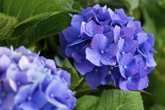 Ярко-синие крупные соцветия садовой гортензии с каплями росы на лепестках
