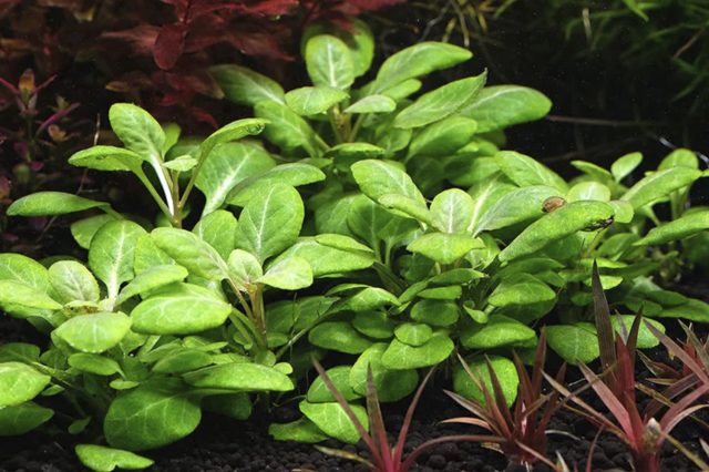 Кустик лобелии кардинальской с сочными зелеными листьями в начале периода роста