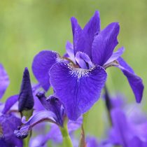 Ирис сибирский (Iris sibirica)