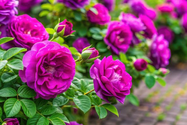 Куст розы морщинистой с яркими розовыми цветами и фактурными зелеными листьями