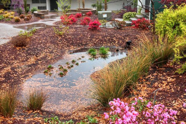 Дождевой сад в октябре с пожелтевшими злаками, опавшей листвой и цветущими кустарниками