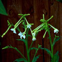 «Фрэгрант Клауд» (Nicotiana alata ‘Fragrant Cloud’)