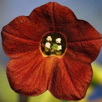«Чоколет» (Nicotiana alata ‘Chocolate’)