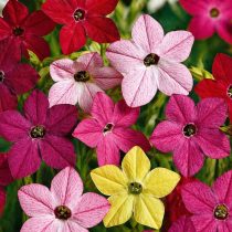 «Сенсейшн Микс» (Nicotiana alata ‘Sensation Mix’)